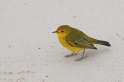 139 Yellow warbler01